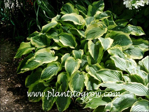 Hosta Satisfaction (Hosta)